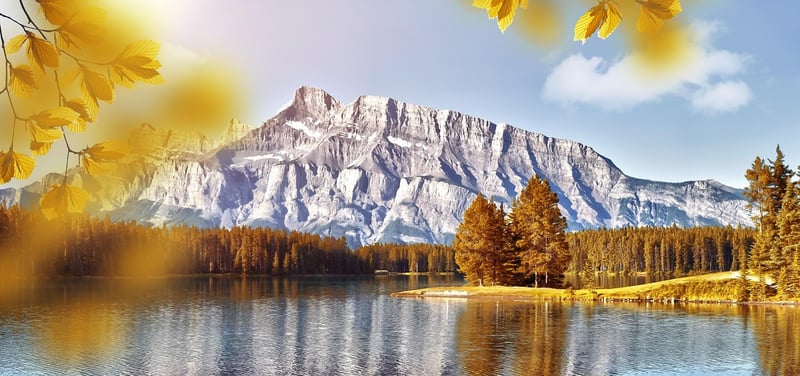 Autumn Forest