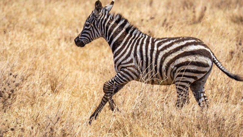 Serengeti Under Canvas, Tanzania